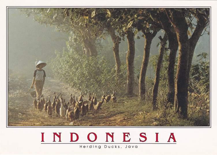 Herding Ducks in Java, Indonesia - Birds