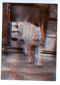 498601 USSR 1967 year Latvia Riga Zoo caracal stereo volumetric postcard