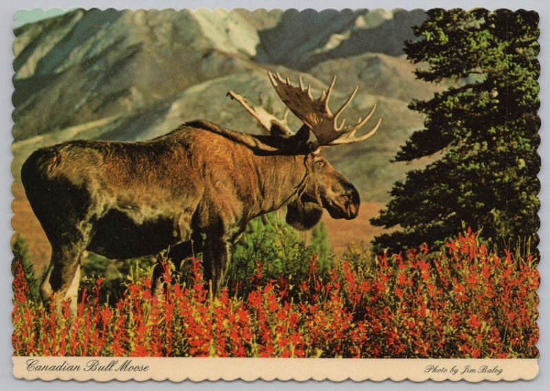 Animal~Canadian Bull Moose By Flowers Under Mountains~Continental Postcard 