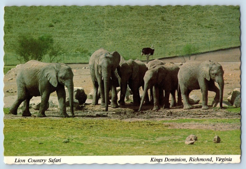 1960 Richmond Virginia Postcard Lion Country Safari Kings Dominion Wild Animals