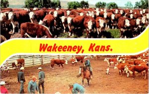 Wakeeney, KS Kansas BANNER Cowboys & Cattle TREGO COUNTY Vintage Chrome Postcard