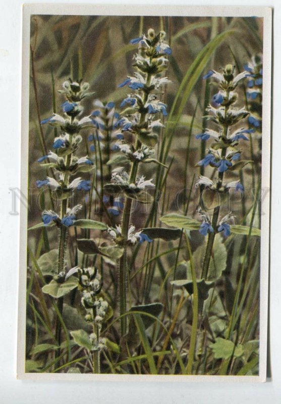 427986 Flower Ajuga reptans Vintage Sammelwerk Tobacco Card w/ ADVERTISING