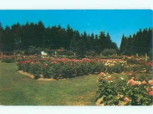 Pre-1980 GARDEN SCENE Seattle Washington WA AF6544