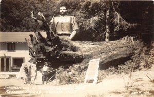 G88/ Klamath California Postcard RPPC c50s Trees of Mystery Park Redwood