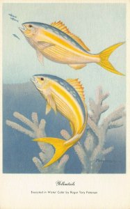 LPS67 YELLOWTAIL FISH Roger Tory Peterson Postcard
