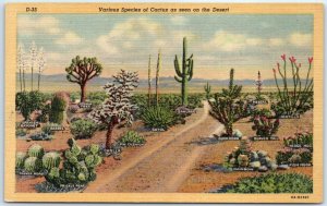 Postcard - Various Species of Cactus as seen on the Desert