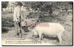 Old Postcard Pig Pig Folklore harvest of truffles in the limestone Quercy fri...