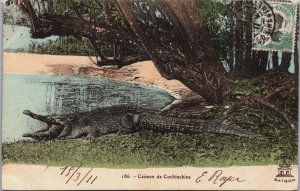 Vietnam Cochinchina Caiman de Cochinchine Postcard C105