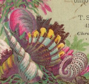 1880s T.S. Hammond Printers Chromo Advertising Cards Seashells Coral F125