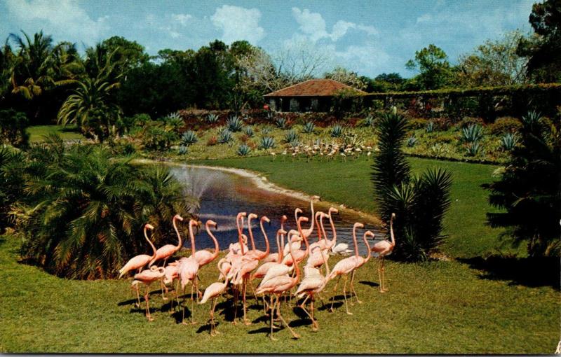 Florida Miami Flamingos At Parrot Jungle