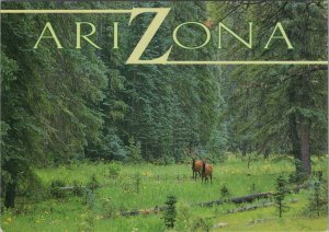 America Postcard - Arizona, White Mountain Pine Forests RR17295