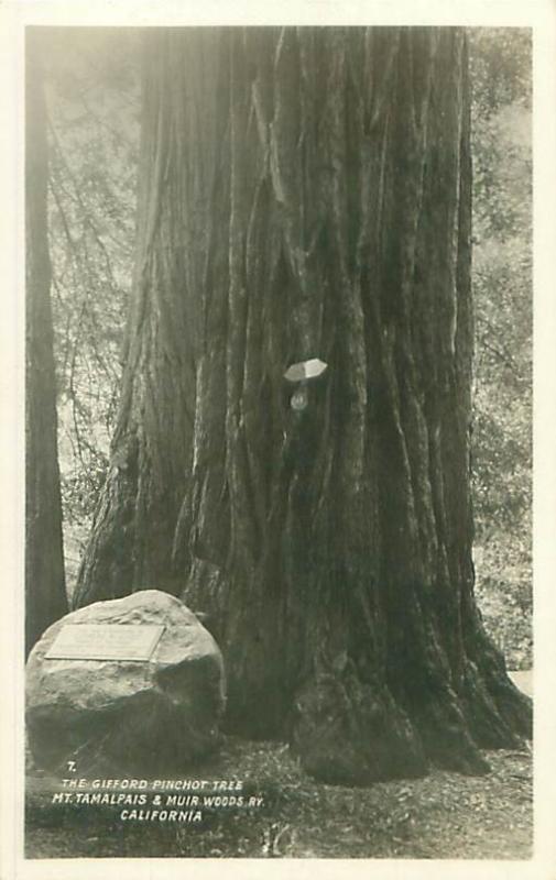 Gifford Pinchot Tree Mt Tamalpais and Muir Woods, California Photo Postcard