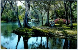 A Beautiful Scene Along Silver River in famous Silver Springs, Florida