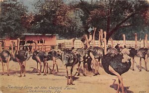 Feeding time at the ostrich farm Jacksonville, Florida, USA Ostrich Postal Us...