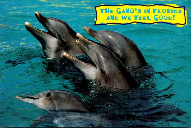 Florida Marineland Porpoises The Gang's In Florida and We Feel Good