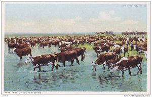 Cows, Trail Herd Watering, Detroit, Michigan, 00-10's