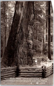 Flatiron Tree Humboldt Redwood State Park California CA RPPC Photo Postcard