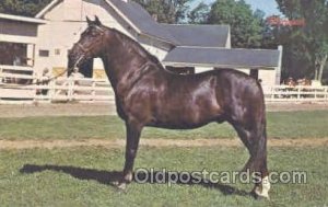 Morgan Horse Unused 