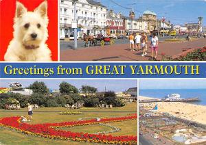 uk36458 greetings from great yarmouth  uk lot 7 uk yorkie dog