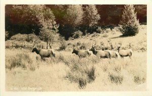 Oregon Wild Oregon Elk #16-403 1940s RPPC Photo Postcard 21-7567