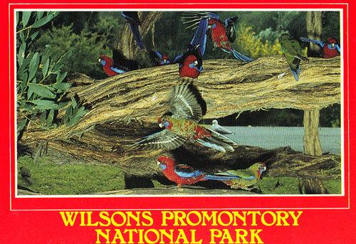 Wilsons Promontory National Park Crimson Rosella Australia Australian Postcard