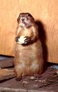 Prairie Dog