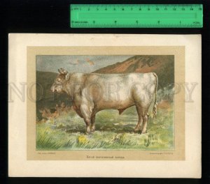171096 BULL Shorthorn cattle by KHORN vintage chromolithograph