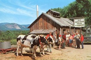 NH - North Conway, Old Maple Sugar House In Operation, Oxen