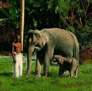 Vtg Carte Postale 1910s Ceylan Sri Lanka Homme Avec Éléphant & Bébé Main Teinté