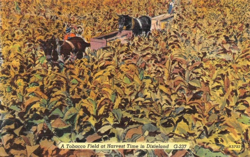 Farming/Agriculture TOBACCO FIELD~HARVEST TIME~DIXIELAND Horses c1940's Postcard