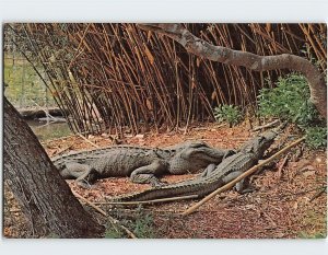 Postcard Louisiana Alligators
