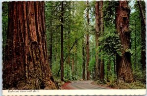 Postcard - Redwood Giant with Burls, Redwood Highway - California