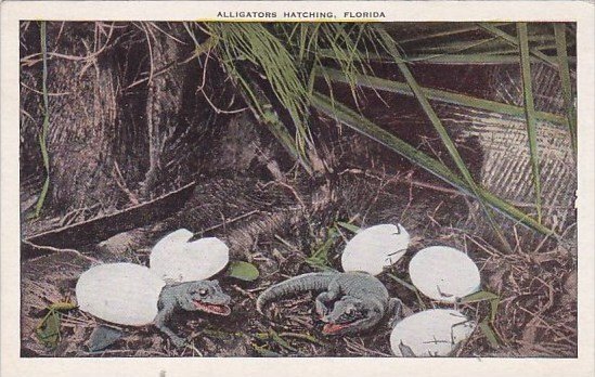 Florida Jacksonville Alligators Hatching