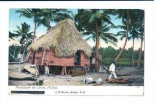 LP85  Plantacion de cocos, Mexico, postcard