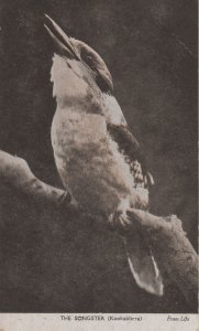 The Songster Antique Australian Bird Singing Postcard