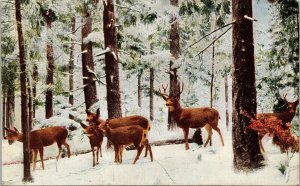 Rocky Mountain Mule Deer Museum CA Academy Sciences Golden Gate Park Postcard 