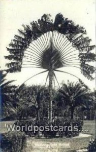 Real Photo Traveling Tree Malaya, Malaysia Unused 