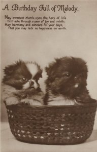 A Basket Full Of Melody Song Old Dogs Real Photo Postcard