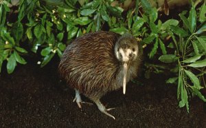 Kiwi New Zealand From The San Diego Zoo Bird Animal Color Series Postcard