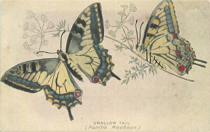 Butterfly Swallow tail C-1910 Postcard Artist impression 21-5735 