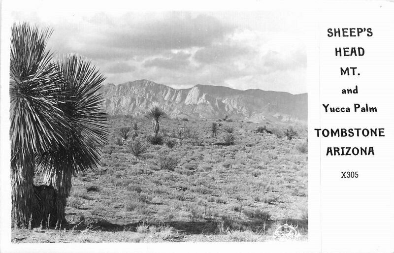Arizona Lollesgard Yucca Palm Sheep's Head Mountain Postcard Tombstone 20-3298