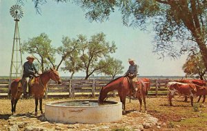 Mexican Vaquero Texas Longhorn Cowboys Horses Cattle c1950s Vintage Postcard