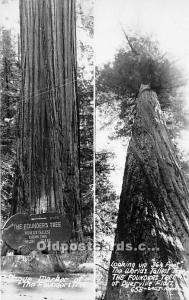 Plaque Marker of The Founders Tree Real Photo Logging, Timber Unused 