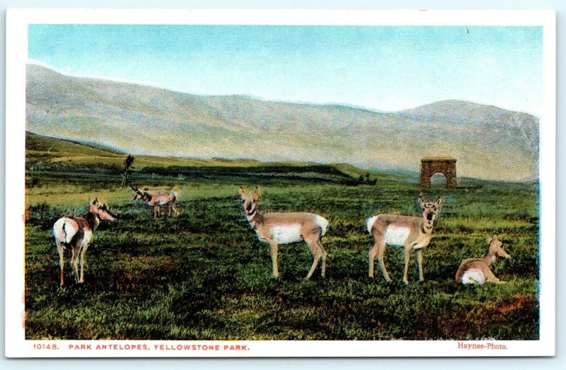 1920s Yellowstone Park Antelopes Haynes Photo Postcard Park Animals WY A32