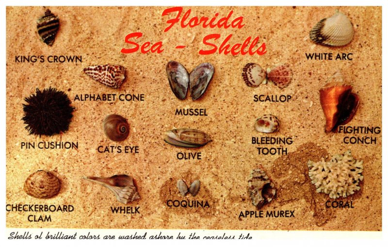 Florida  Sea Shells