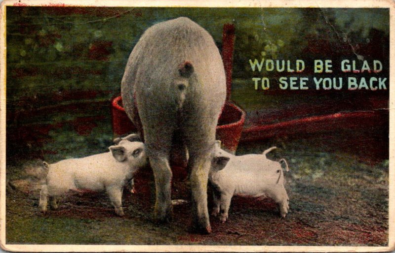 Pigs Feeding Would Be Glad To See You Back 1912