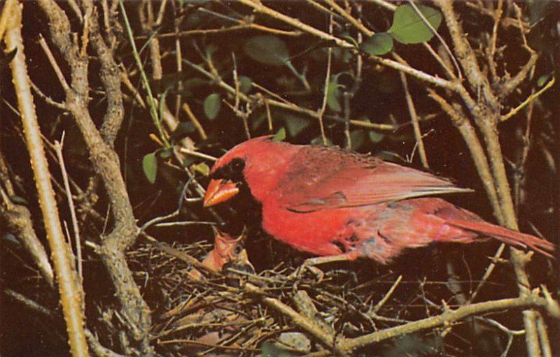 Cardinal â€“ state bird of West Virginia Birds Unused 