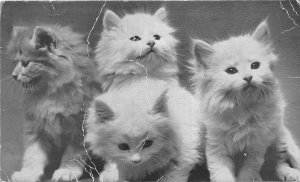 Sohio Motor Oil 1930-40s Advertising Postcard 4 Little Kittens