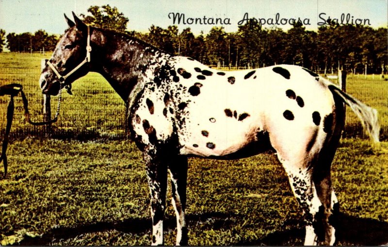 Horses Montana Apaloosa Stallion