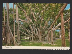 FL Giant Banyan Tree Given to Thomas Alva Edison in 1925 Ft Myers~ Cont'l